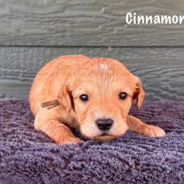 Cinnamon - Cream female Goldendoodle puppy in Lancaster, Minnesota from North Star Dog Training
