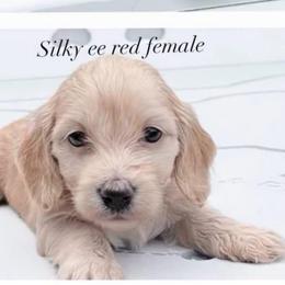 Casey - Red female Dachshund puppy in Richmond, Virginia from Irresistible Dachshunds & Cavaliers