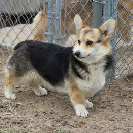 June - Pembroke Welsh Corgi
