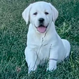 Yellow girl - Yellow female Labrador Retriever puppy in Jamestown, Ohio from Heartlands Quality Labrador Retrievers