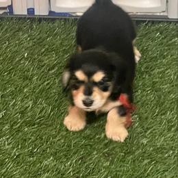 Oreo   AKC   PRA CLEAR - Black and cream female Dachshund puppy in Miami, Florida from Maitime Dachshund