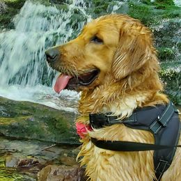 Tequila or T - Golden Retriever