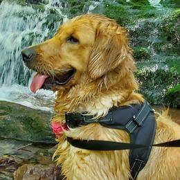 Tequila or T - Golden Retriever