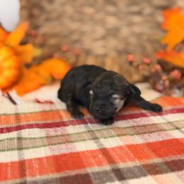 Treat - Brindle female Poodle puppy in Lavonia, Georgia from Peach Blossom Kennels