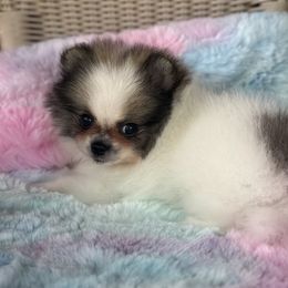 Sydney - Wolf sable female Pomeranian puppy in Coleman, Oklahoma from Pretty Poms