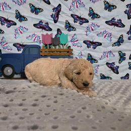 Darla - Apricot female Labradoodle puppy in Weatherford, Texas from Oodles of poodles and doodles