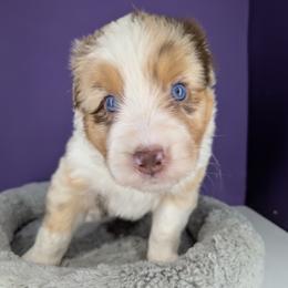 Quinn5Boy1- RMM,NBT, blue eyes likely, CHIC-OFA-DNA-AKC Titled Parents - Red merle male Australian Shepherd puppy in South Hill, Virginia from Silverside Aussies LLC