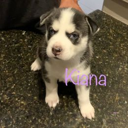 Siberian Husky Puppies from Weber Siberian Huskies
