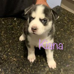 Siberian Husky Puppies from Weber Siberian Huskies