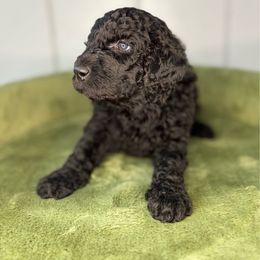 Grayson - Black and white male Aussiedoodle puppy in Monroe, North Carolina from The Klepper Homestead