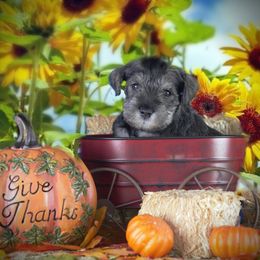 Miniature Schnauzer Puppies from King’s Miniature Schnauzers