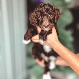 Fuzzy Wuzzy - Tri-color male Bernedoodle puppy in Jackson, Missouri from Pincksten Family Doodles