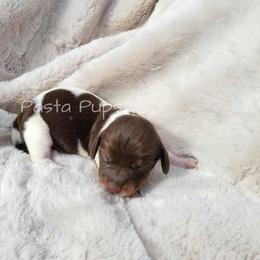 Jelly - Chocolate and tan female Dachshund puppy in Texarkana, Arkansas from Pasta Pups Miniature Dachshunds