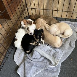 Dachshund Puppies from Hogan’s Lowrider Hounds