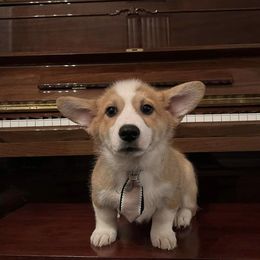 Pembroke Welsh Corgi Puppies from G & H Corgis