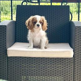 Cavalier King Charles Spaniel Puppies from Acorn Hollow Cavaliers