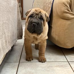 Pink collar - Red fawn female Chinese Shar-Pei puppy in Elkin, North Carolina from Martini Shar-Pei