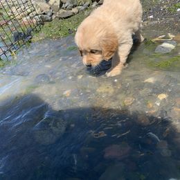 Golden Retriever Puppies from Lake Champlain Goldens