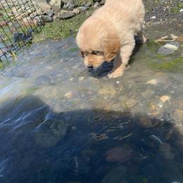 Golden Retriever Puppies from Lake Champlain Goldens
