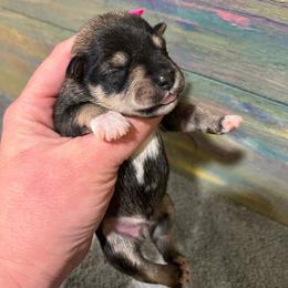 Boy 5 salt and pepper - Salt and pepper male Miniature Schnauzer puppy in Hickory Grove, South Carolina from Oopsie Doodles