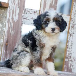 Tracker - Blue merle male Bernedoodle puppy in Dundee, Ohio from Down Home Doodle