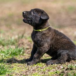 N-Lime Green Female - Black brindle female Dutch Shepherd puppy in Alum Creek, West Virginia from Stay Wild K9