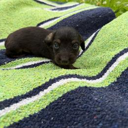 Black Tan girl 2 - Black and tan female Dachshund puppy in Cattaraugus County, New York from H&C’s Dachshunds and Retrievers