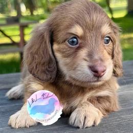 Chocolate and Cream Boy - Chocolate and cream male Dachshund puppy in Houston, Texas from L&L 4D Dancer’s Dachshunds