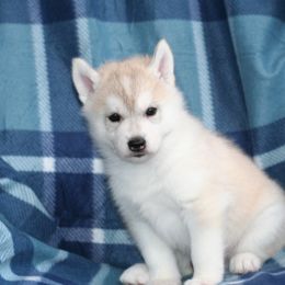 German Shepherd and Siberian Husky Puppies from Sstar