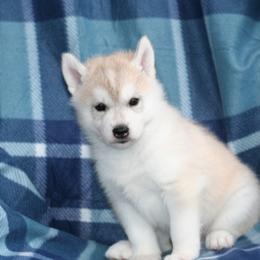 German Shepherd and Siberian Husky Puppies from Sstar