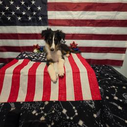 Oreo - Black white and tan male Shetland Sheepdog puppy in Altha, Florida from Hill Top Shelties