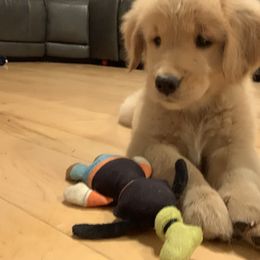 Golden Retriever Puppies from Lake Champlain Goldens