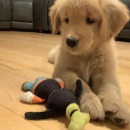 Golden Retriever Puppies from Lake Champlain Goldens