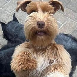 Valor - Miniature Schnauzer