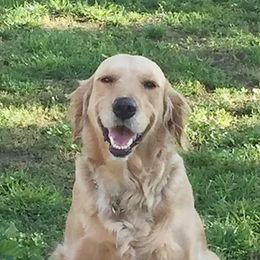 Golden Retrievers from R Ranch Goldens