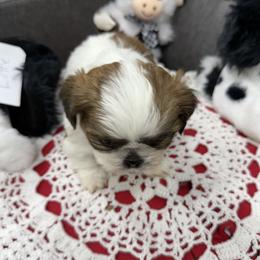 Latte - Liver and white male Shih Tzu puppy in Marshfield, Missouri from Hillside Loop Kennel LLC