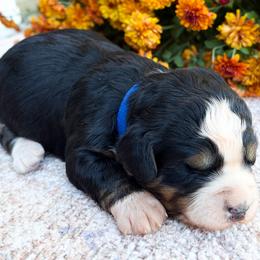 Spice - Black and white male Bernedoodle puppy in Sugarcreek, Ohio from Angel Valley Berners