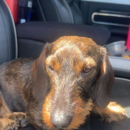 Tilly - Dachshund