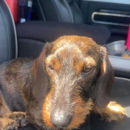 Tilly - Dachshund