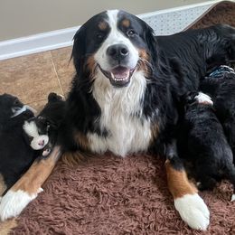 Journey - Bernese Mountain Dog