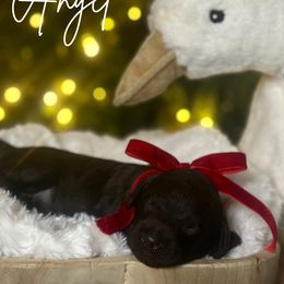 Angel - Chocolate female Assorted Doodle Crosses puppy in West Monroe, Louisiana from Southern Haven Doodles