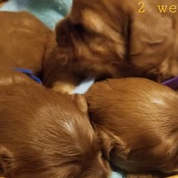 Cavapoos from Home Sweet Home Puppies