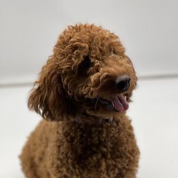 Susie - Goldendoodle
