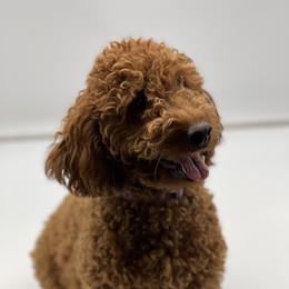 Susie - Goldendoodle