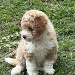 Girl 1 - female Bernedoodle puppy in Waco, Texas from Doodles of Your Dreams (formerly Texana Doodles)
