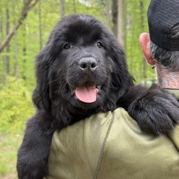 JR OFA - Black male Newfoundland puppy in Falmouth, Michigan from Dyer Lake Newfoundland’s