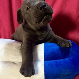 Slade - Gray male Cane Corso puppy in Centerville, Georgia from Kane Corso Kennels