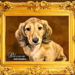 Blossom - Brindle female Dachshund puppy in Splendora, Texas from Ram’s Kennels