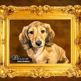 Blossom - Brindle female Dachshund puppy in Splendora, Texas from Ram’s Kennels