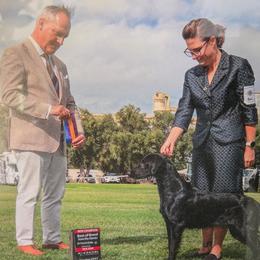 Zenna - Flat-Coated Retriever